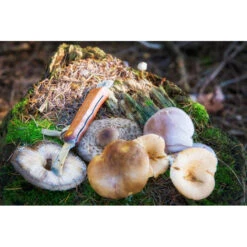 CAO Couteau à Champignons 5 CAO Couteau à Champignons -Camping Boutique cao couteau a champignons 1